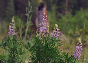 graphics/crosscountry1997/lupine